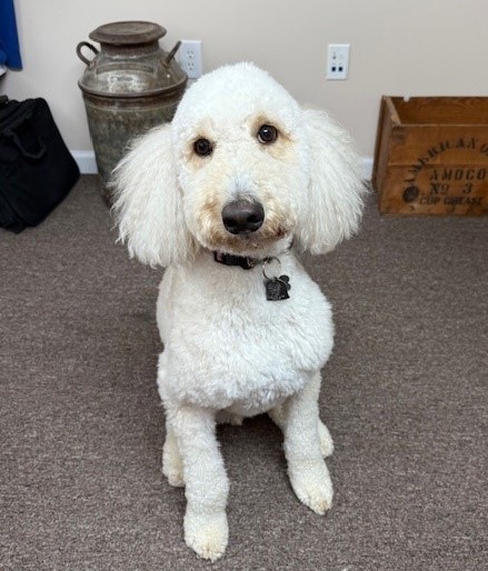Buddy
